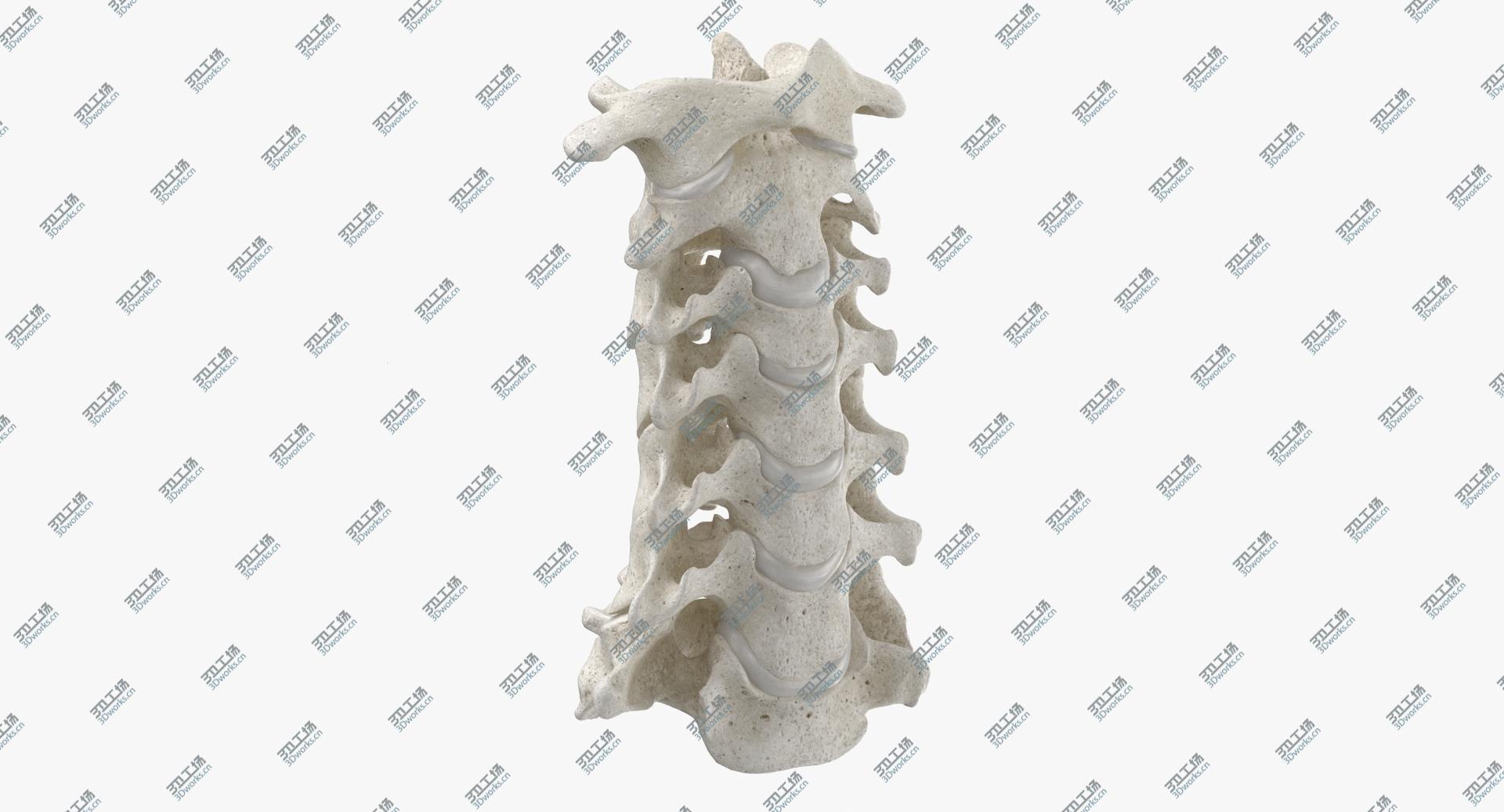 images/goods_img/2021040161/3D Real Human Neck Cervical Vertebrae C1 to C7 Bones With Intervertibral Disks 01 White/1.jpg